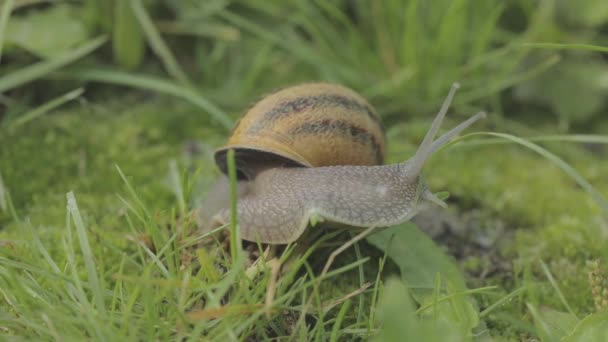 Caracol en hábitat natural. Caracol en el jardín. Granja de caracoles. Caracoles en la hierba. Caracoles en crecimiento. — Vídeos de Stock