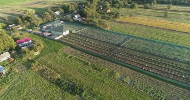 Egy kis farm vidéken naplementekor. Mezőgazdasági légi felvétel. Tanya a levegőből. Repülj át egy kis levegőn vidéken. — Stock videók