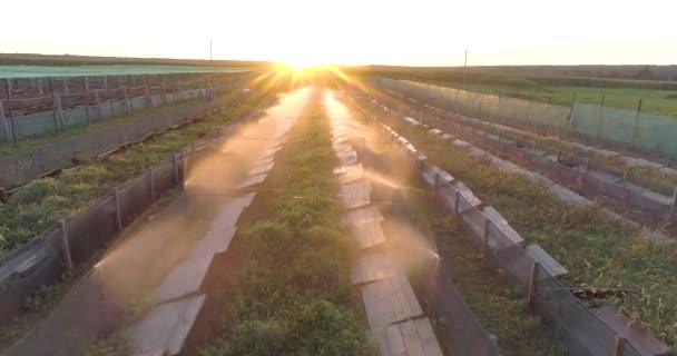 Irrigação de caracóis com água na fazenda do ar. Processo de rega em uma fazenda de caracol de cima. Criar um microclima para caracóis — Vídeo de Stock