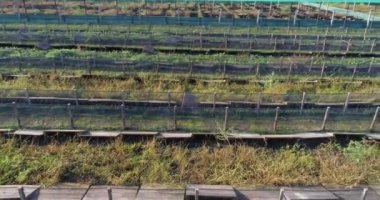 Salyangoz çiftliği hava manzarası. Salyangoz çiftliği manzaralı. Salyangoz çiftliğinin üzerinden uç