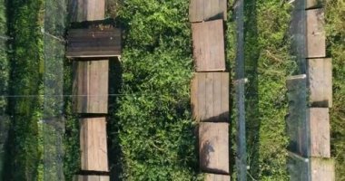 Salyangoz çiftliği hava manzarası. Salyangoz çiftliği manzaralı. Salyangoz çiftliğinin üzerinden uç