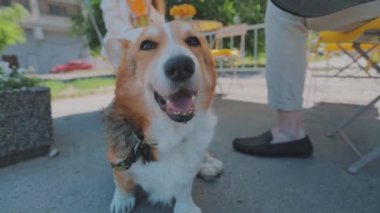 Corgi portresi. Galli Corgi yakın çekim