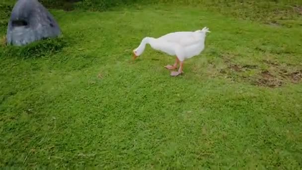 Duża biała gęś stoi na trawniku, duży biały gąsior na zielonym trawniku — Wideo stockowe