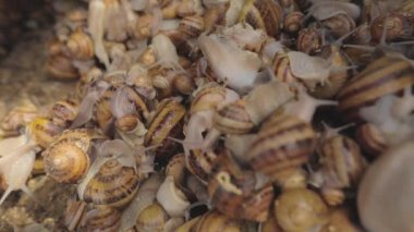 Çiftlikteki salyangozlar. Çiftlikte bir sürü salyangoz var. Büyüyen salyangozlar