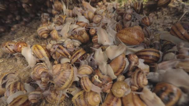 농장에는 많은 달팽이가 있다. 달팽이를 키우고 있습니다. 농장의 달팽이. — 비디오