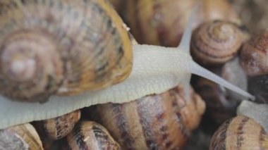 Çiftlikteki salyangozlar. Çiftlikte bir sürü salyangoz var. Büyüyen salyangozlar