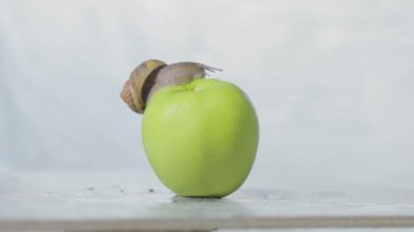 Elmalı sümüklü böcek. Bir salyangoz elmanın üzerinde sürünüyor. Yeşil elma üzerinde salyangoz