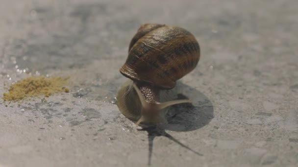 Salyangoz yakın plan. Gri arka planda salyangoz var. Helix Aspersa Yakın çekim — Stok video