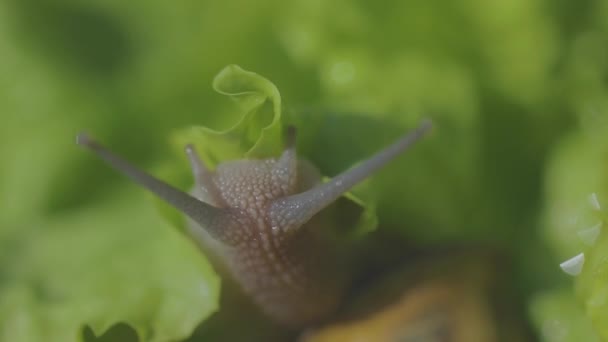 Helix Aspersa Maxima 는 잔디에 가까이 있다. Helix Aspersa Muller 는 풀밭의 초록 배경에 있습니다. 달팽이를 키우고 있습니다. 달팽이 농장 — 비디오