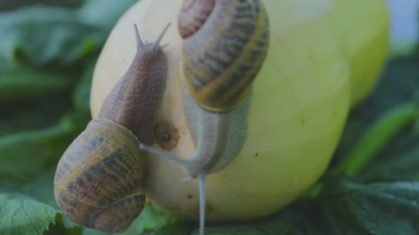 Snail in the garden. Snail in natural habitat. Snail farm. Snail on a vegetable marrow close-up. — Stock Video