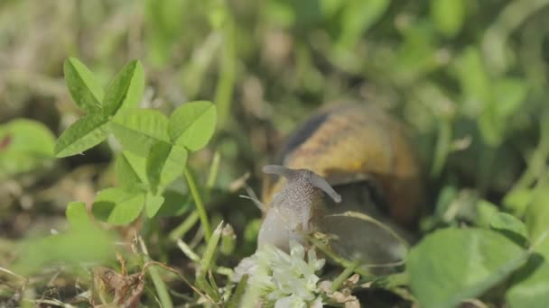 Ślimak w ogrodzie. Ślimak w naturalnym środowisku. Farma ślimaków. Ślimaki w trawie. Ślimaki rosnące — Wideo stockowe