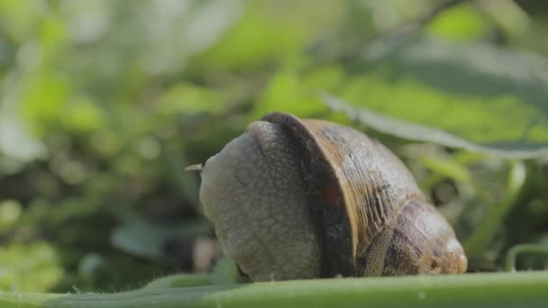 Slak in zijn natuurlijke omgeving. Slakken kruipen door de tuin. Slak close-up op een groene achtergrond. — Stockvideo