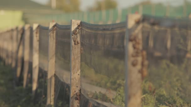 カタツムリの成長。カタツムリの養殖場でランク付け。農場で成長しているカタツムリ — ストック動画