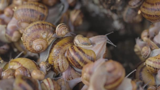 농장에는 많은 달팽이가 있다. 달팽이를 키우고 있습니다. 농장의 달팽이. — 비디오