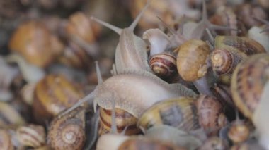 Çiftlikteki salyangozlar. Çiftlikte bir sürü salyangoz var. Büyüyen salyangozlar