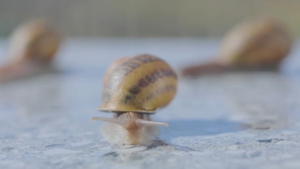 钉关闭了。蜗牛在平坦表面爬行的特写。扁平表面上的螺旋Aspersa Maxima — 图库视频影像