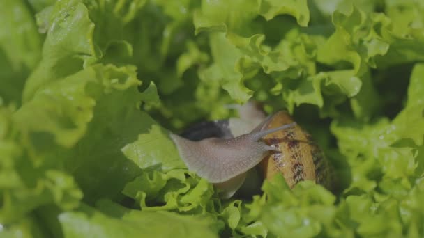 Helix Aspersa Maxima çimlere yaklaş. Helix Aspersa Muller çimenlerdeki yeşil arka planda. Salyangoz yetiştiriyorum. Salyangoz çiftliği — Stok video