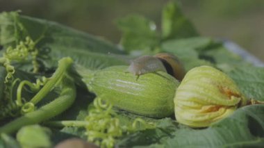 Bahçedeki salyangoz. Salyangoz çiftliği. Sebze iliğine yakın plan salyangoz. Doğal ortamında salyangoz.