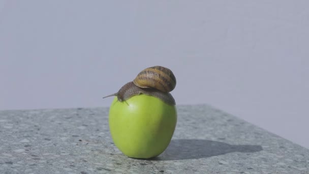Lumaca su una mela verde. Lumaca su un primo piano di mela. Una lumaca striscia su una mela. — Video Stock