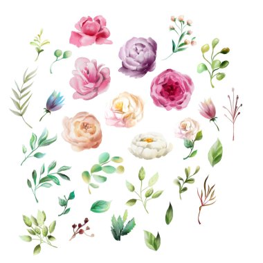 Beyaz arka planda izole güzel, suluboya kaprisli çiçekler