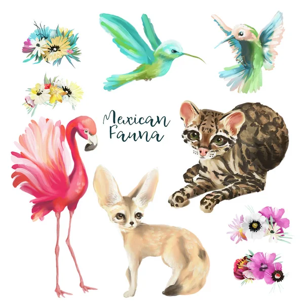 Conjunto Fauna Mexicana Flamenco Zorro Fenico Colibríes Gato Ocelote Con —  Fotos de Stock