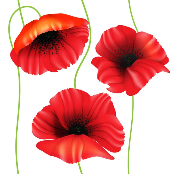 无缝的彩色背景与红色罂粟花在白色背景 — 图库矢量图片