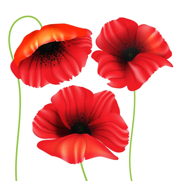 Bannière Colorée Avec Des Fleurs Pavot Rouge Sur Fond Blanc — Image vectorielle
