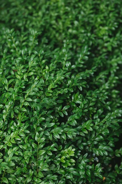 Verse Groene Achtergrond Van Buxus Verlaat Verticaal — Stockfoto