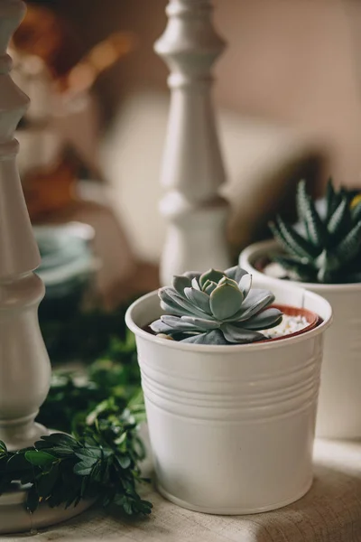 Yuvarlak beyaz pot dikilmiş bir güzel rozet sulu aloe.