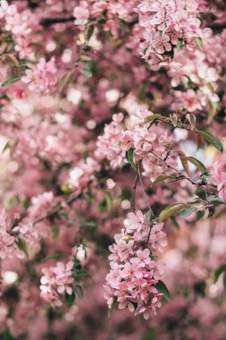 Pembe elma ağacı veya kiraz çiçek çiçek şube