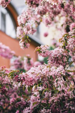  Pembe elma ağacı veya kiraz çiçek çiçek şube