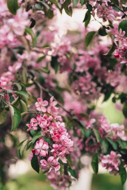  Pembe elma ağacı veya kiraz çiçek çiçek şube