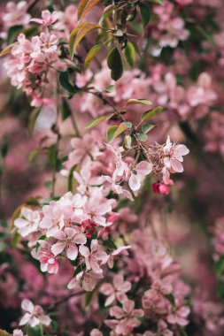 Pembe elma ağacı veya kiraz çiçek güzel çiçek şube