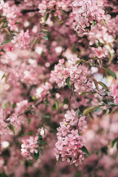 Pembe elma ağacı veya kiraz çiçek çiçek şube