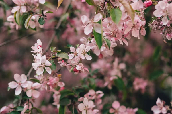 Ramo Florescente Macieira Rosa Cereja Flor Horizontal Imagens De Bancos De Imagens Sem Royalties