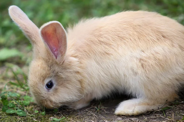 Domestic Young Rabbit Backyard Rural House Enjoys Green Grass — Stock Photo, Image