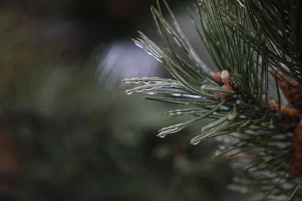 Details Frozen Vegetation Freezing Rain Weather Phenomenon — Stock Photo, Image