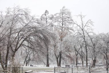 Bir dondurucu yağmur hava fenomen sonra kışın donmuş park