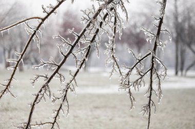 Ayrıntılar bir dondurucu yağmur hava fenomen sonra dondurulmuş bitki örtüsü ile