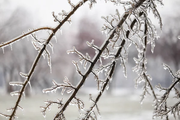 Details Frozen Vegetation Freezing Rain Weather Phenomenon — Stock Photo, Image