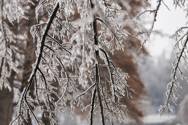 Details Frozen Vegetation Freezing Rain Weather Phenomenon — Stock Photo, Image