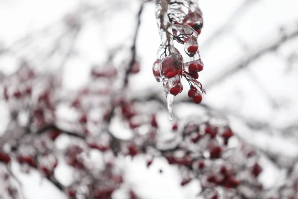 Details Frozen Vegetation Freezing Rain Weather Phenomenon — Stock Photo, Image
