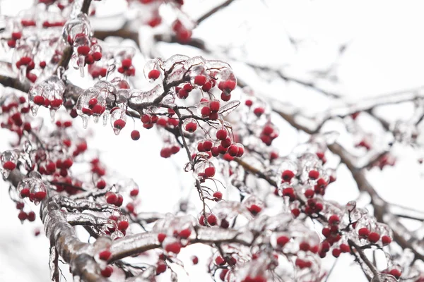 Details Frozen Vegetation Freezing Rain Weather Phenomenon — Stock Photo, Image