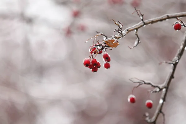 Details Frozen Vegetation Freezing Rain Weather Phenomenon — Stock Photo, Image