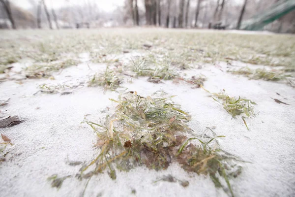 Frozen Ground Vegetation Winter Freezing Rain Weather Phenomenon — Stock Photo, Image