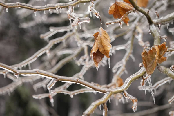 Details Frozen Vegetation Freezing Rain Weather Phenomenon — Stock Photo, Image