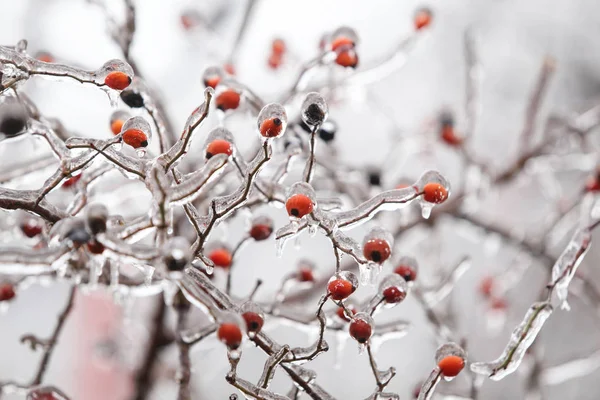 Details Frozen Vegetation Freezing Rain Weather Phenomenon — Stock Photo, Image