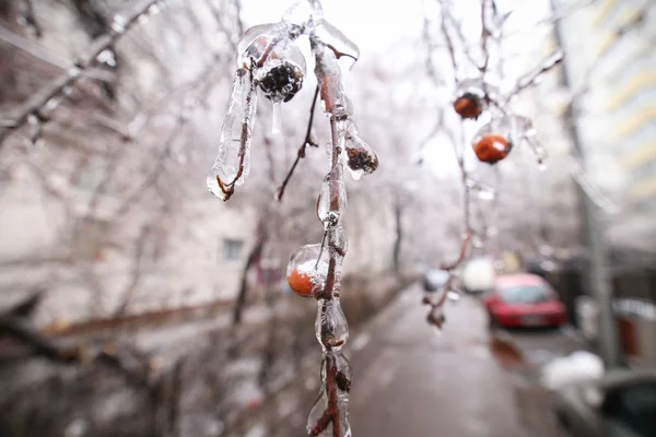 Details Frozen Vegetation Freezing Rain Weather Phenomenon — Stock Photo, Image