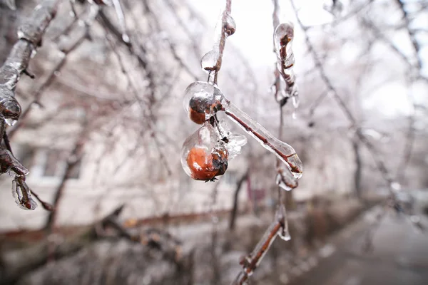 Details Frozen Vegetation Freezing Rain Weather Phenomenon — Stock Photo, Image