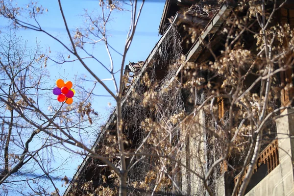 Colored balloons got stuck in leafless trees near an abandoned b